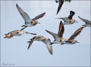 combattenti in volo web