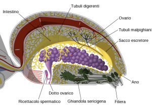 Spider_internal_anatomy-it_Repro